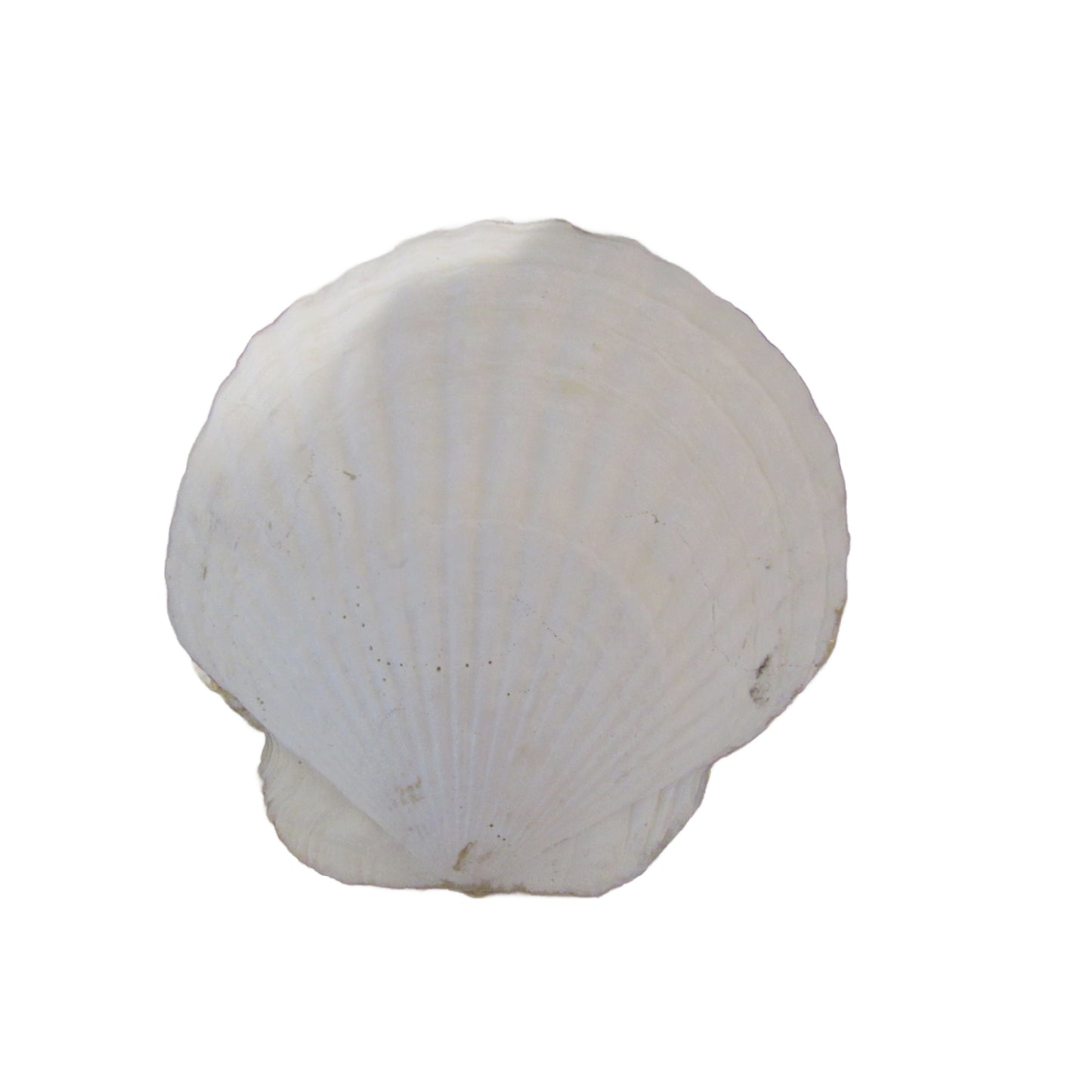 Hand-Crafted Songbird Shell Trinket Dish - Vintage Inspired Jewelry Holder